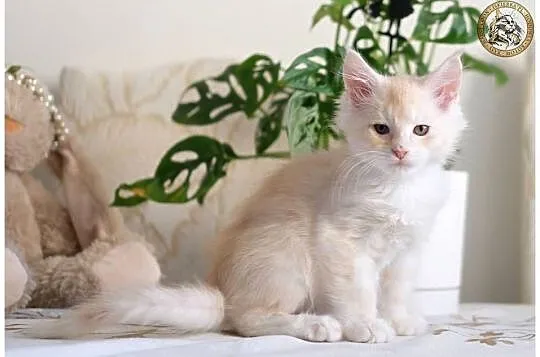 Gienek Iskierka*PL – Wyjątkowy kocur Maine Coon szuka domu, Mazowieckie, Warszawa