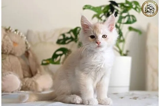 Gienek Iskierka*PL – Wyjątkowy kocur Maine Coon szuka domu, Mazowieckie, Warszawa