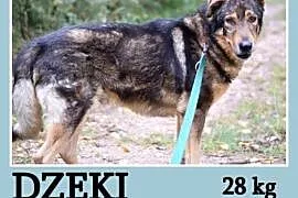 Duży 30 kg, starszy,przyjacielski,kontaktowy pies DŻEKI.Adopcja, mazowieckie Warszawa