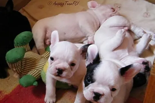 BULDOG FRANCUSKI szczenięta z rodowodem ZKwP/FCI