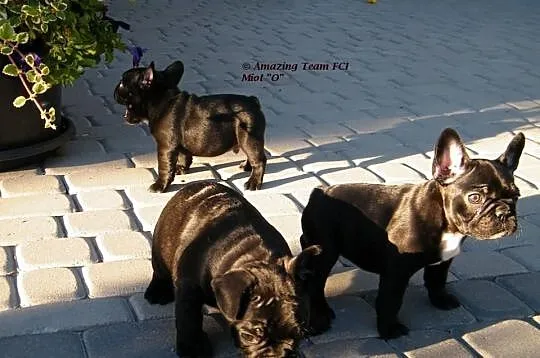 BULDOG FRANCUSKI szczenięta z rodowodem ZKwP/FCI
