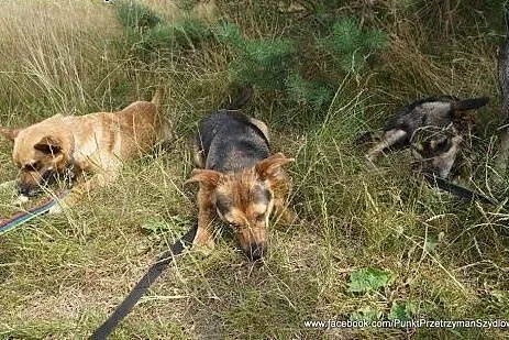 Mały Wedel szuka pilnie domu,  mazowieckie Warszaw