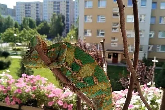Kameleon Jemeński, Śląskie, Częstochowa