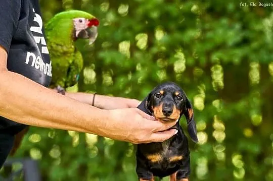 Jamnik krótkowłosy miniaturowy, Mazowieckie, Piaseczno