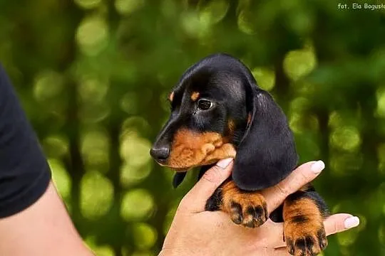 Jamnik krótkowłosy miniaturowy, Mazowieckie, Piaseczno