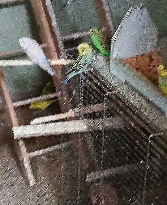 Sprzedam papugi faliste swiergoty zeberki, Kujawsko-pomorskie, Toruń