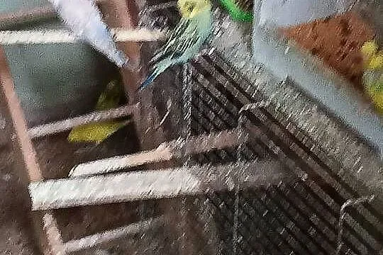 Sprzedam papugi faliste swiergoty zeberki, Kujawsko-pomorskie, Toruń