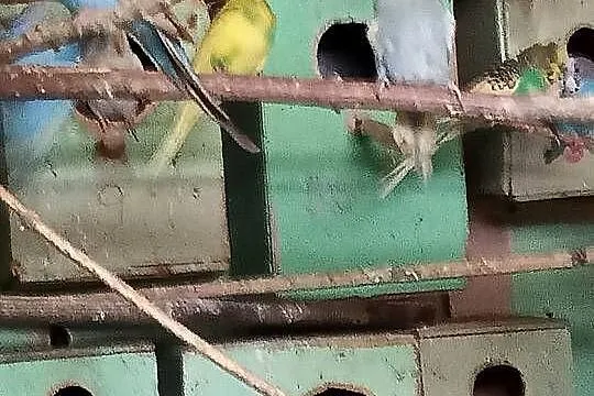Sprzedam papugi faliste swiergoty zeberki, Kujawsko-pomorskie, Toruń