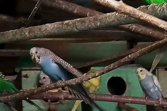 Sprzedam papugi faliste swiergoty zeberki, Kujawsko-pomorskie, Toruń