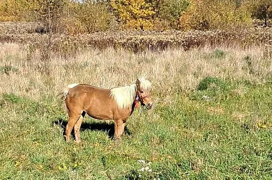 Klacz Kucyk 7 lat, Podkarpackie, Biały Bór