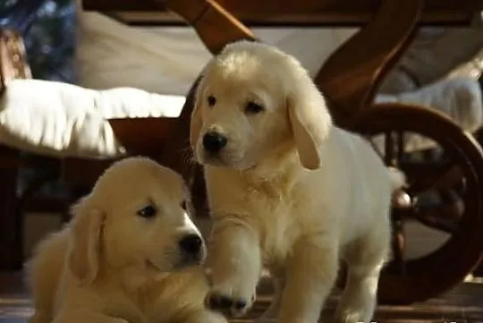 Golden Retriever z rodowodem ZKwP FCI