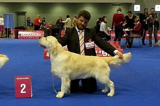 Golden Retriever z rodowodem ZKwP FCI