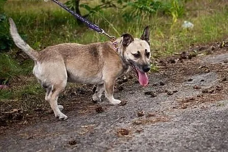 Mentos - bardzo tęskniący za człowiekiem psiak szu