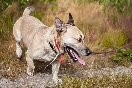 Mentos - bardzo tęskniący za człowiekiem psiak szu