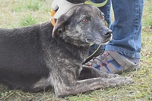 Cudna szylkretowa sunia szuka swiojego Człowieka, 