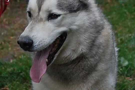 Harry, grzeczny HUSKY szuka aktywnego domu!