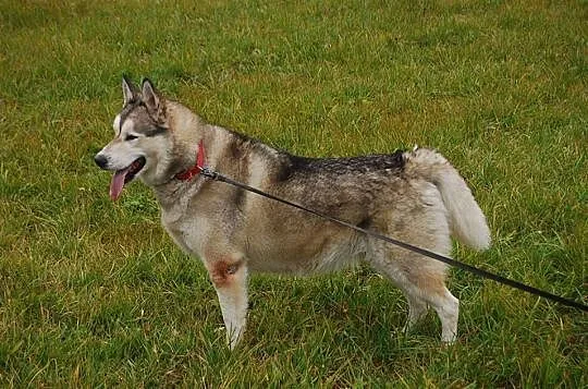Harry, grzeczny HUSKY szuka aktywnego domu!