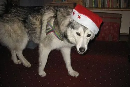 Harry, grzeczny HUSKY szuka aktywnego domu!