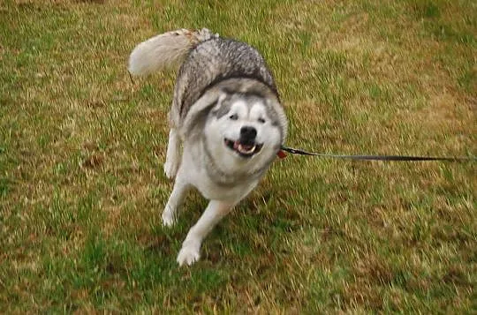 Harry, grzeczny HUSKY szuka aktywnego domu!