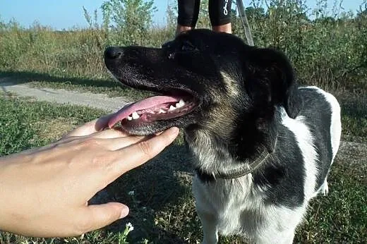 Piękna, malutka DOTTI marzy o swoim domu!,  Kundel