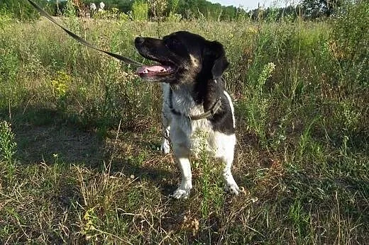 Piękna, malutka DOTTI marzy o swoim domu!,  Kundel