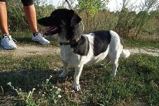 Piękna, malutka DOTTI marzy o swoim domu!,  Kundel