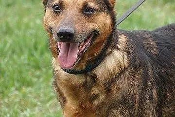 Eti – wspaniała sunia do adopcji!,  łódzkie Łódź