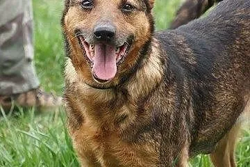 Eti – wspaniała sunia do adopcji!,  łódz