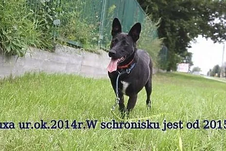 Młodziutka Juxa, lubiąca dzieci, przyjazna suczka z uszkami-radarkami,  Kundelki cała Polska