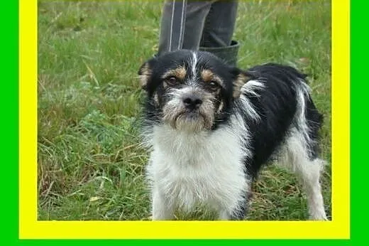 7kg,3lata,cichutki,towarzyski,grzeczny,wesoły,piesek ORK,  małopolskie Kraków
