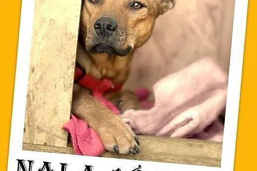 18kg,młoda 2 lata,delikatna suczka do domu z ogródkiem.ADOPCJA,  dolnośląskie Wrocław