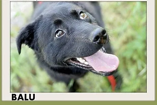 BALU,średni,młody,łagodny,wesoły,rodzinny piesek.A