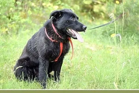 BALU,średni,młody,łagodny,wesoły,rodzinny piesek.A