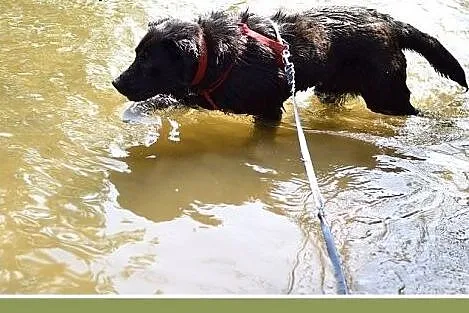 BALU,średni,młody,łagodny,wesoły,rodzinny piesek.A