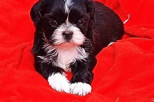 Shih tzu