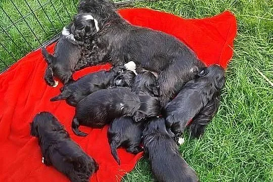 Shih tzu, Mazowieckie, Zyck Polski