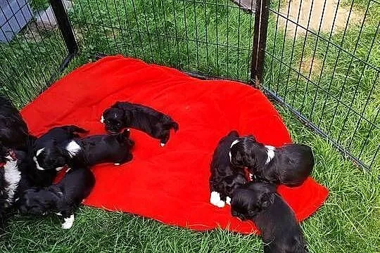 Shih tzu, Mazowieckie, Zyck Polski