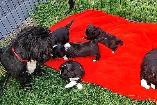 Shih tzu, Mazowieckie, Zyck Polski
