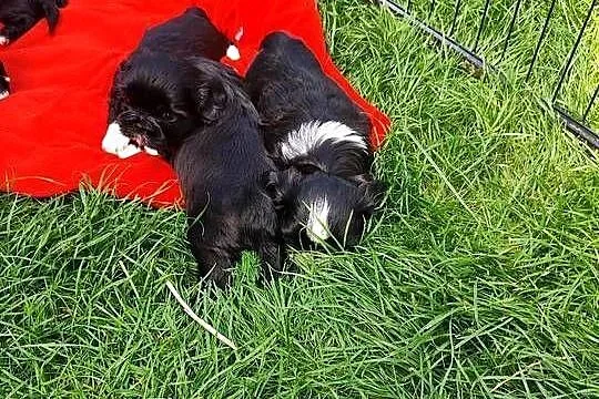 Shih tzu, Mazowieckie, Zyck Polski