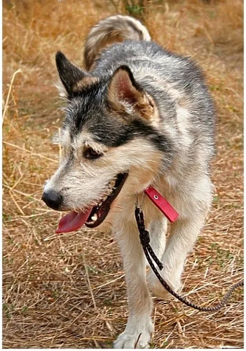 Niezwykły Lemon mix husky czeka na kochającego opi