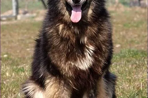Maja - prawdziwa gwiazda! :),  warmińsko-mazurskie Olsztyn