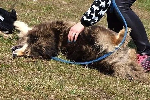 Maja - prawdziwa gwiazda! :),  warmińsko-mazurskie