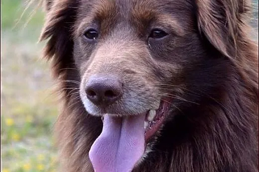 Mały, czekoladowy Amigo :),  warmińsko-mazurskie Olsztyn