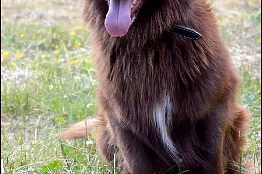 Mały, czekoladowy Amigo :),  warmińsko-mazurskie O