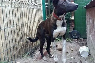 Piękna młoda czuka w type owczarka belgijskiego sz