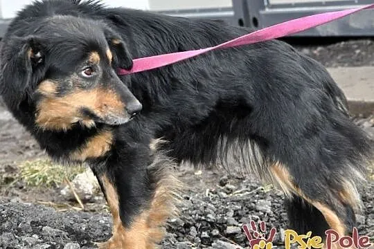 FINEZJA-delikatna, spokojna, grzeczna sunia o jedwabistej sierści, adopcja, Małopolskie, Kraków
