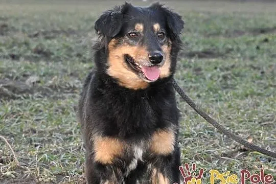 FINEZJA-delikatna, spokojna, grzeczna sunia o jedwabistej sierści, adopcja, Małopolskie, Kraków