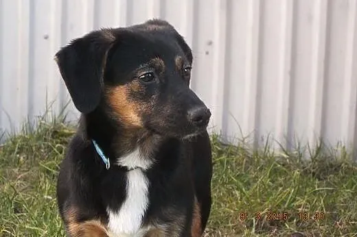 Franio - szczeniak 8 mcy mix jamnik adopcja,  Kund