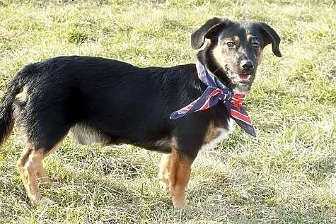 Franio - szczeniak 8 mcy mix jamnik adopcja,  Kund