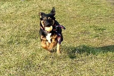 Franio - szczeniak 8 mcy mix jamnik adopcja,  Kund